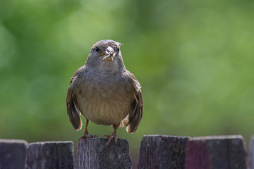 House Sparrow (Passer domesticus)