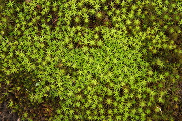 green moss in the forest background