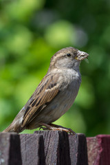 House Sparrow (Passer domesticus)