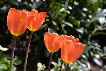 Tulpen im Frühling