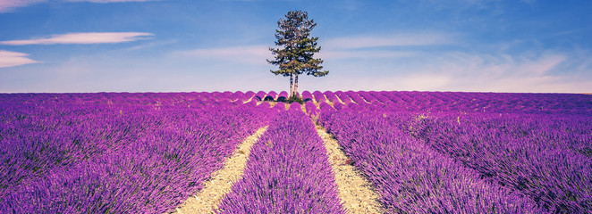 Lavender field and tree