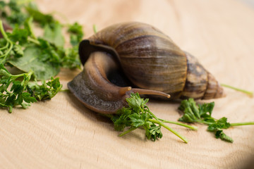 African achatina snail eats greens at home