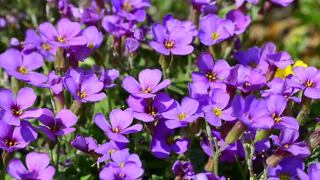 Blaukissen, Aubrieta