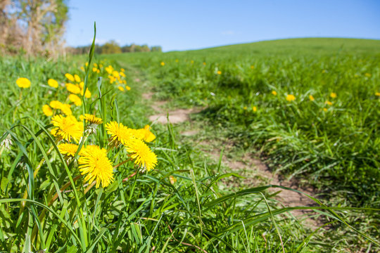 Fototapeta Wanderweg mit Löwenzahn