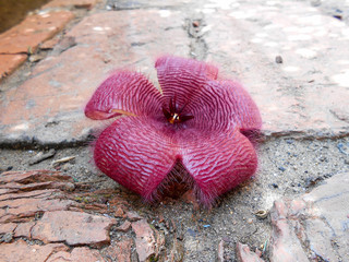 Stapelia on cracked brick walkway