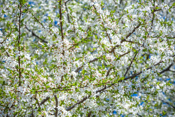 Flowers of the cherry blossoms on a spring day
