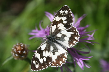 Schmetterling