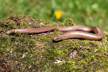 Naklejka premium Slow worm (Anguis colchica) from Czech Republic.