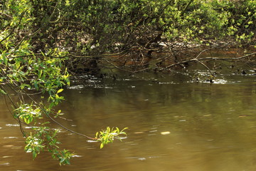 Natürliche Flusslandschaft