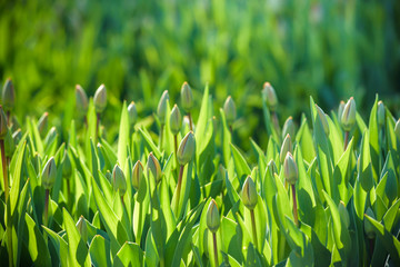 Fototapeta na wymiar the sprouts of tulips , spring flowers , the Botanical garden to grow a meadow of tulips , Netherlands