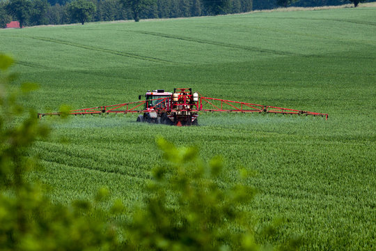 Tractor spraying pesticides on big green field with young grain