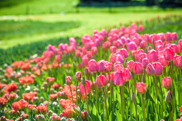 Fototapeta premium Springtime with beautiful colored tulip fields in the Netherlands, Holland