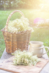 Fototapeta na wymiar Elder blossom flower in a basket in the garden - herbs to prepare syrup with an old white jug and with sun rays