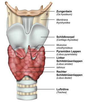 Anatomie der Schilddr&uuml;se mit deutsch lateinischer Beschreibung, vektor illustration