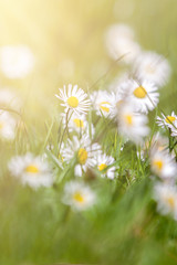 Beautiful daisies on the green grass with sun ray