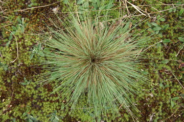 Obraz premium bush subtle green grass