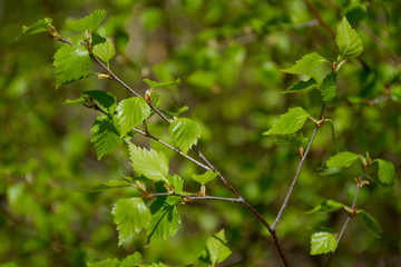 the first birch leaves