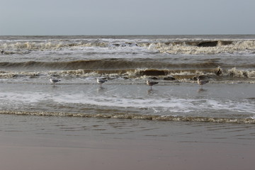 vier Möwen stehen am Strand