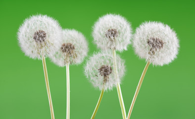 Dandelion on blank green background, beautiful flower, nature and spring concept.