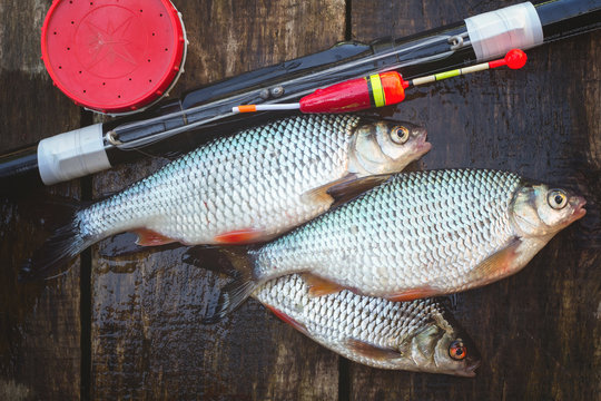 Catch from fresh river fish, a can of bait and a float rod. On a wooden background