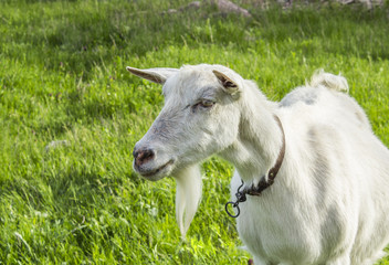 Muzzle goat on a background of green tra