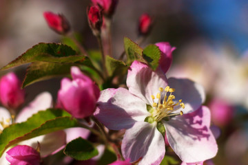 A tree blooming in pink flowers