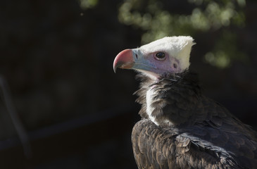 Whiteheaded vulture or Trigonoceps occipitalis