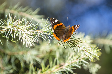 Beautiful monarch butterfly on the pine tree in Valencia park. Spain