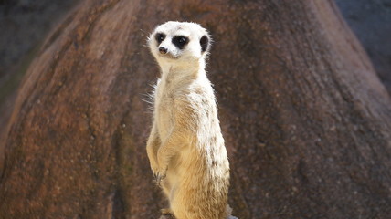 Fototapeta premium Meerkat Region