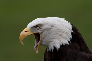 eagle scream