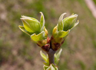 Russia, Moscow, spring. Swollen green buds on the lilac bushes.
