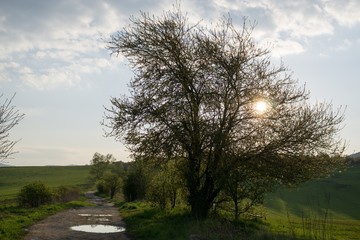 Sunset behind the tree with puddle. Slovakia