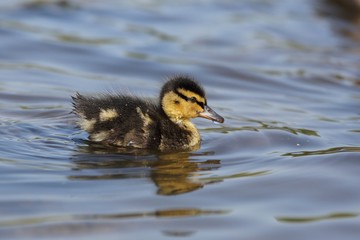 Small duckling (Anas platyrhynchos) floats on water.