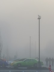 FogInPDX