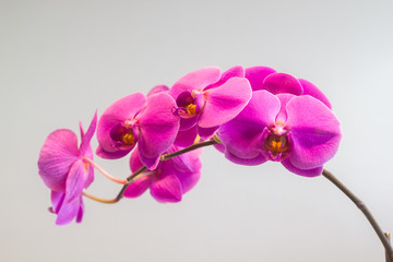 pink moth orchids Phalaenopsis