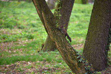 Naklejka na ściany i meble Cute squirrel (Sciurus vulgaris) on a tree branch