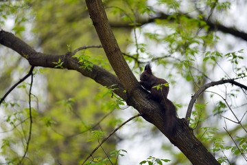 Cute squirrel (Sciurus vulgaris) on a tree branch