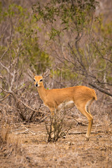 Steenbok Looking at Camera in Savannah of South Africa, Kruger Park, Africa