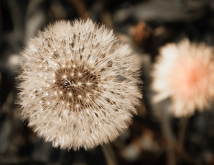 Obraz premium Two dandelions. Closeup. Toned sepia photo.