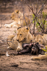 Pride of Lions with Prey in Savannah, Kruger Park, South Africa, Africa