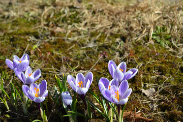  Spring flowers