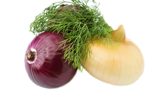 Onion vegetable bulb and dill.