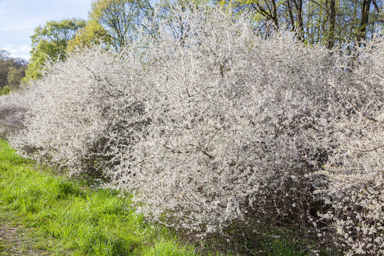 Wei&szlig;dornhecke im Fr&uuml;hjahr