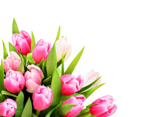 Pink tulip flowers in a corner
