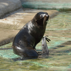 Funny Northern fur seal (Callorhinus ursinus). Female