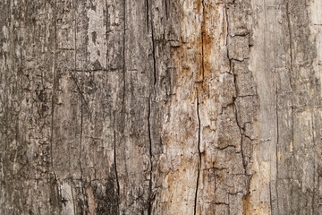 texture of the old oak tree with cracks