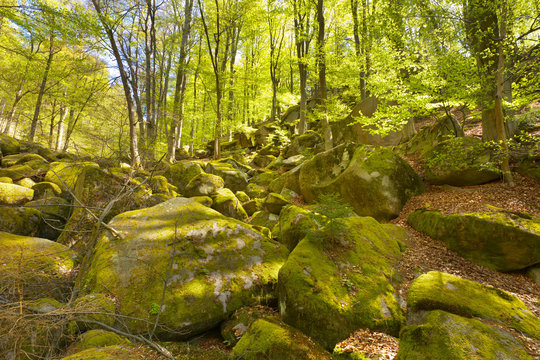 Big granite stones in a forest valley.