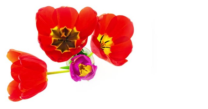Tulpen erbl&uuml;hen im Zeitraffervideo