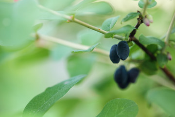 A branch of honeysuckle