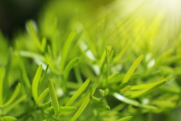 Fresh green leaves. Abstract foliage background in soft focus.